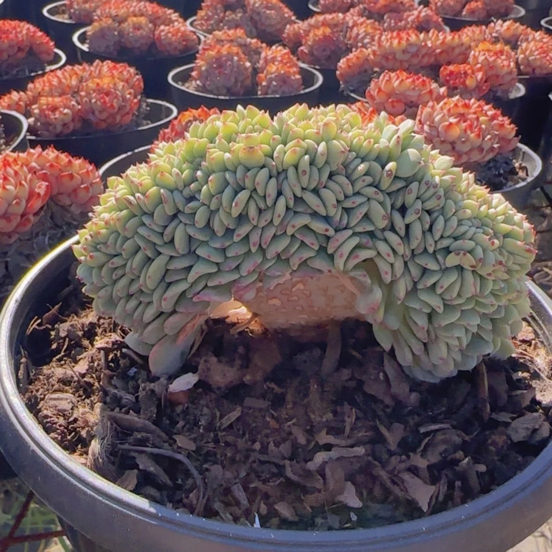 【闪购商品】白胖子缀