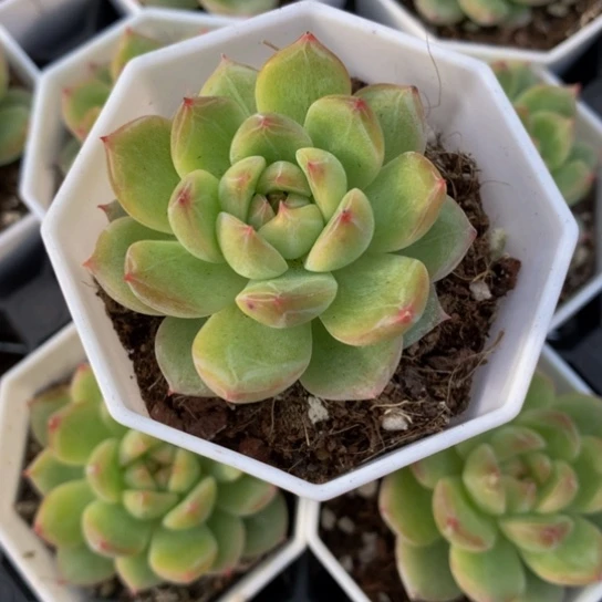 雪花珍妮。