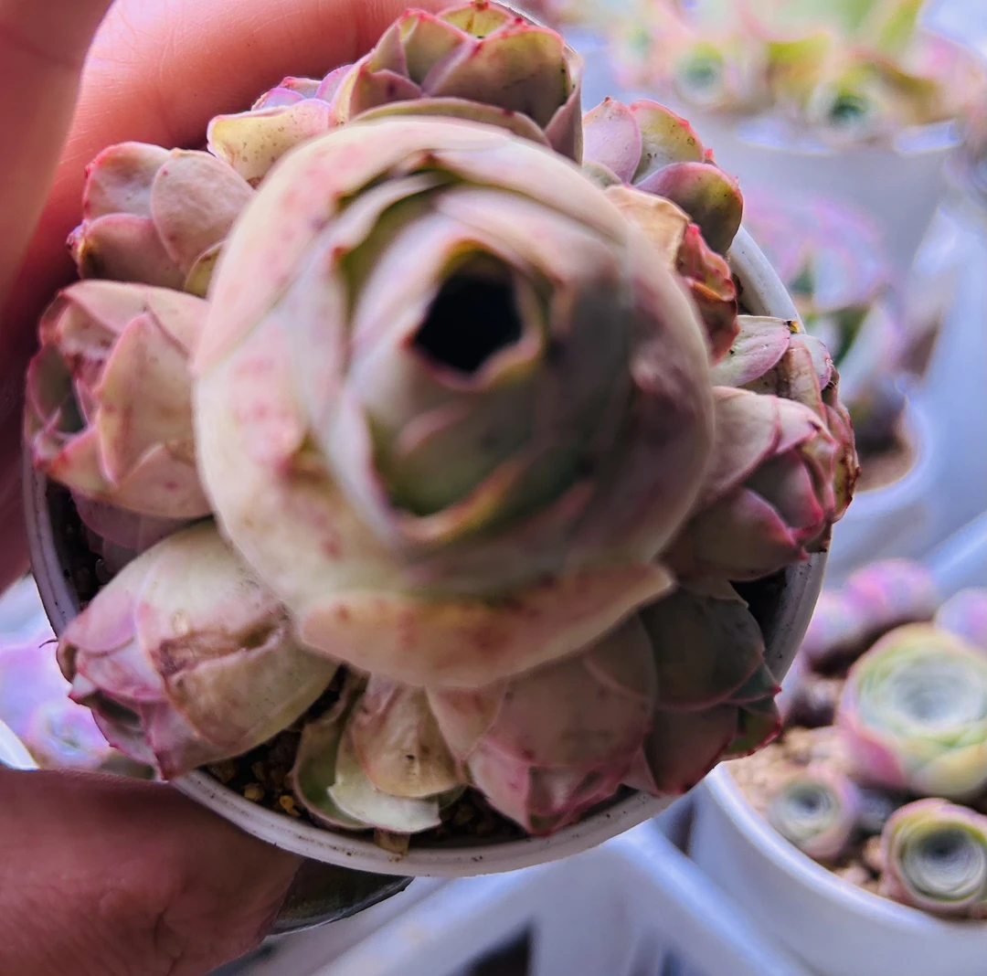 樂王册精品多肉山地玫瑰精品1403