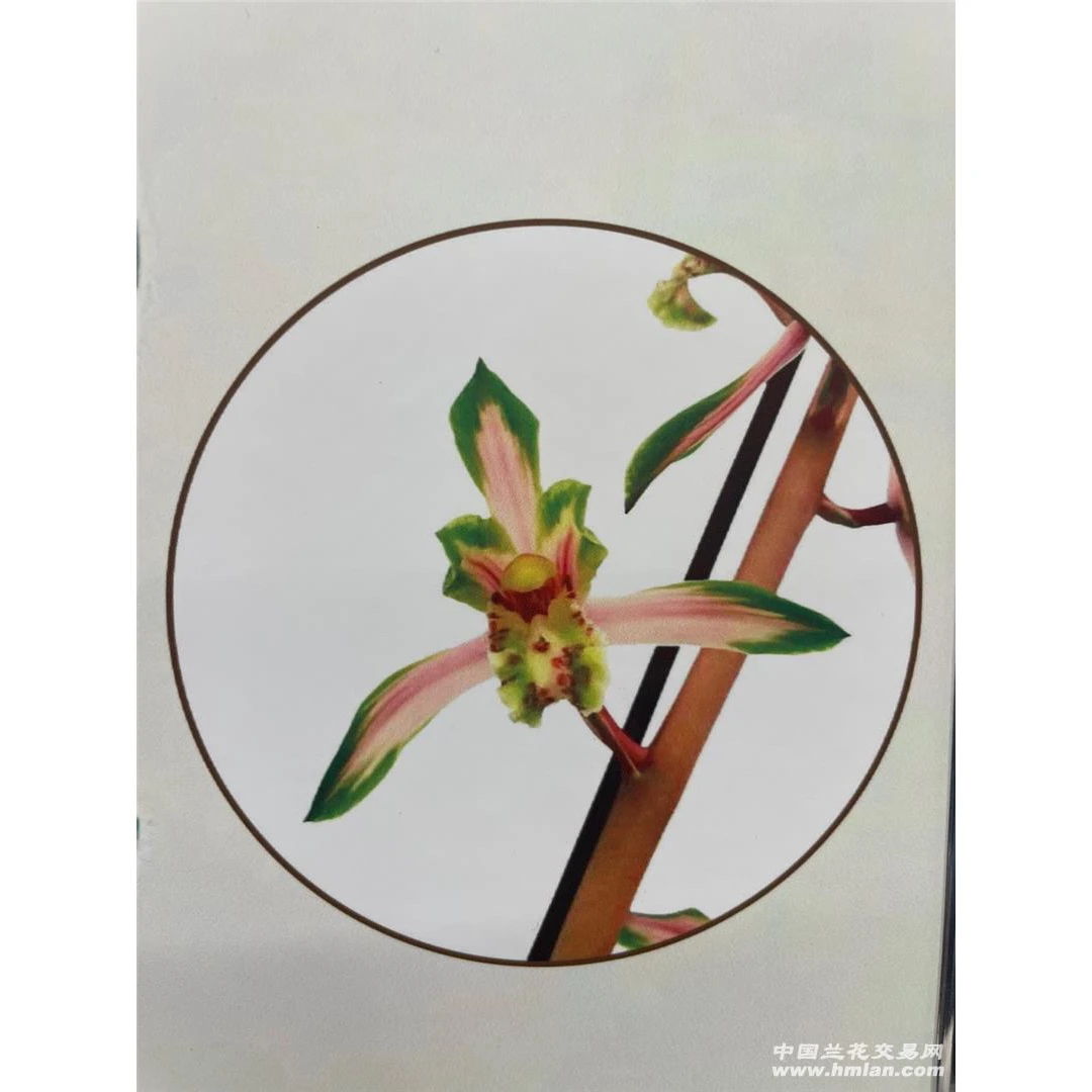 紫云丹霞-惠兰人工科技组培苗-硬化3年-1苗-开品正花开香
