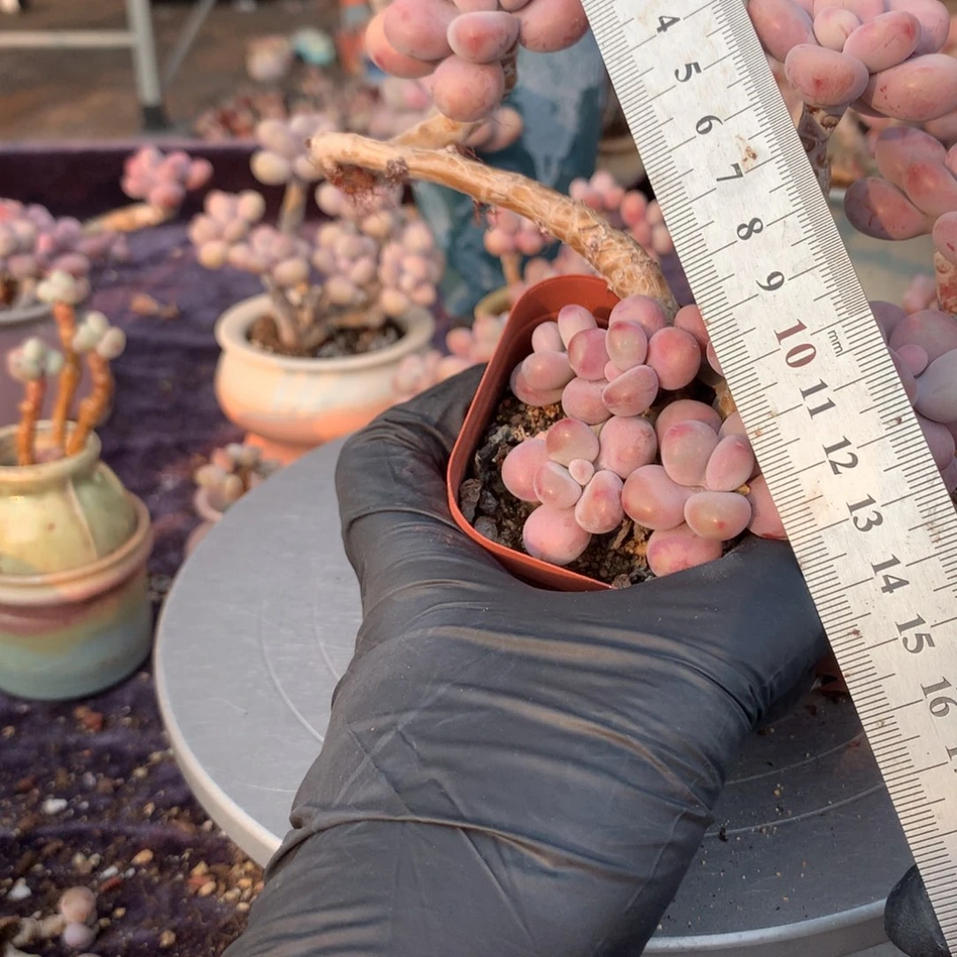 2颗桃蛋不带盆偏远不包邮的