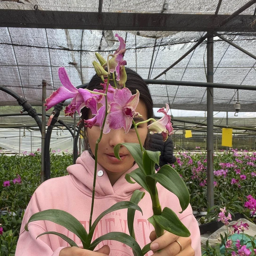 当前无花朵，栽培后可花朵3388