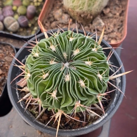 星巴客单4仙人球