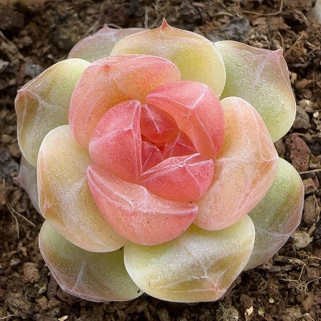 429三公分【满39包邮非偏远】