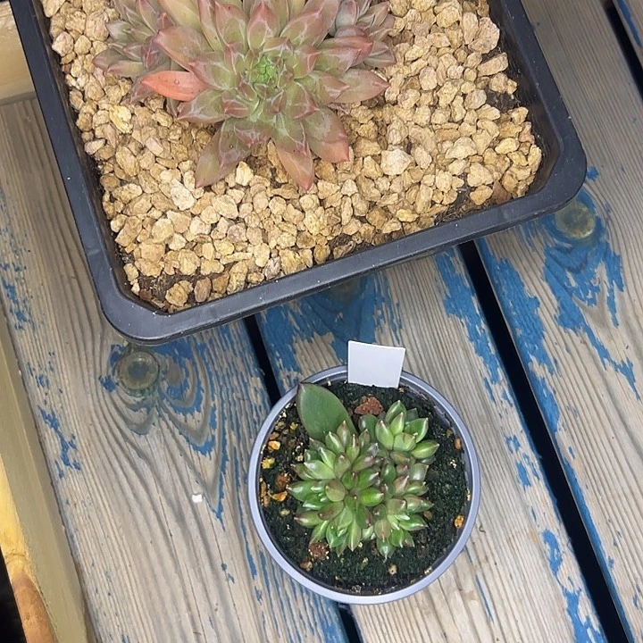 七***.化水色美人，柏拉图