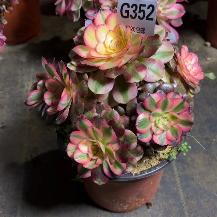 瑞妈，。。。。352荔枝，有断