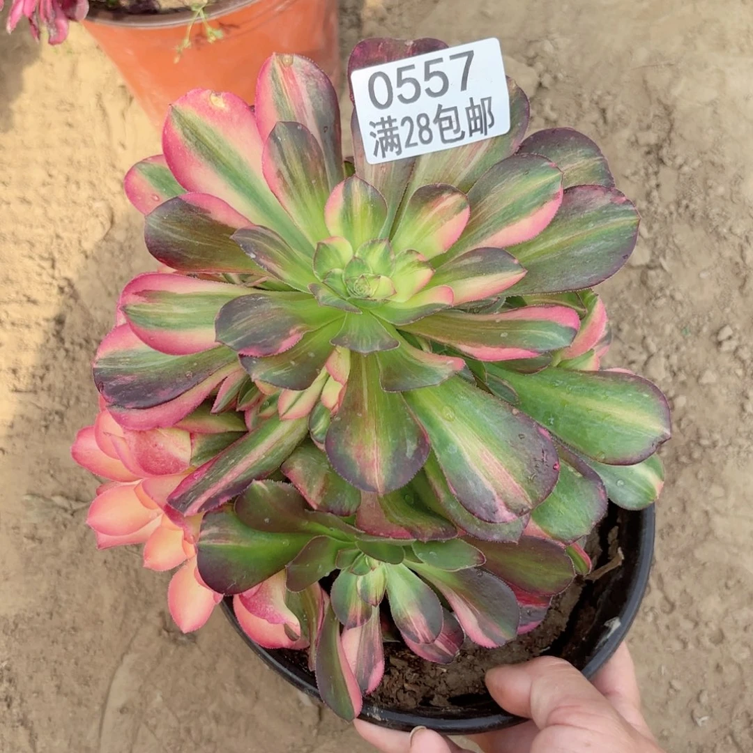 0557流星雨多肉1111