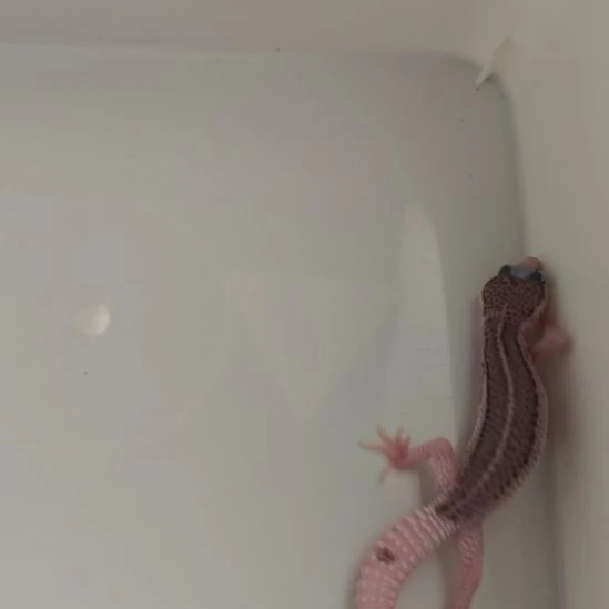 豹纹守宫豹纹守宫银河母