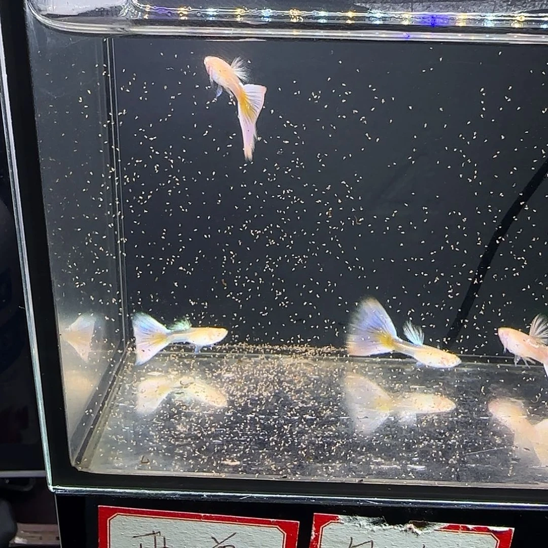 孔雀鱼樱花粉狮公鱼四条