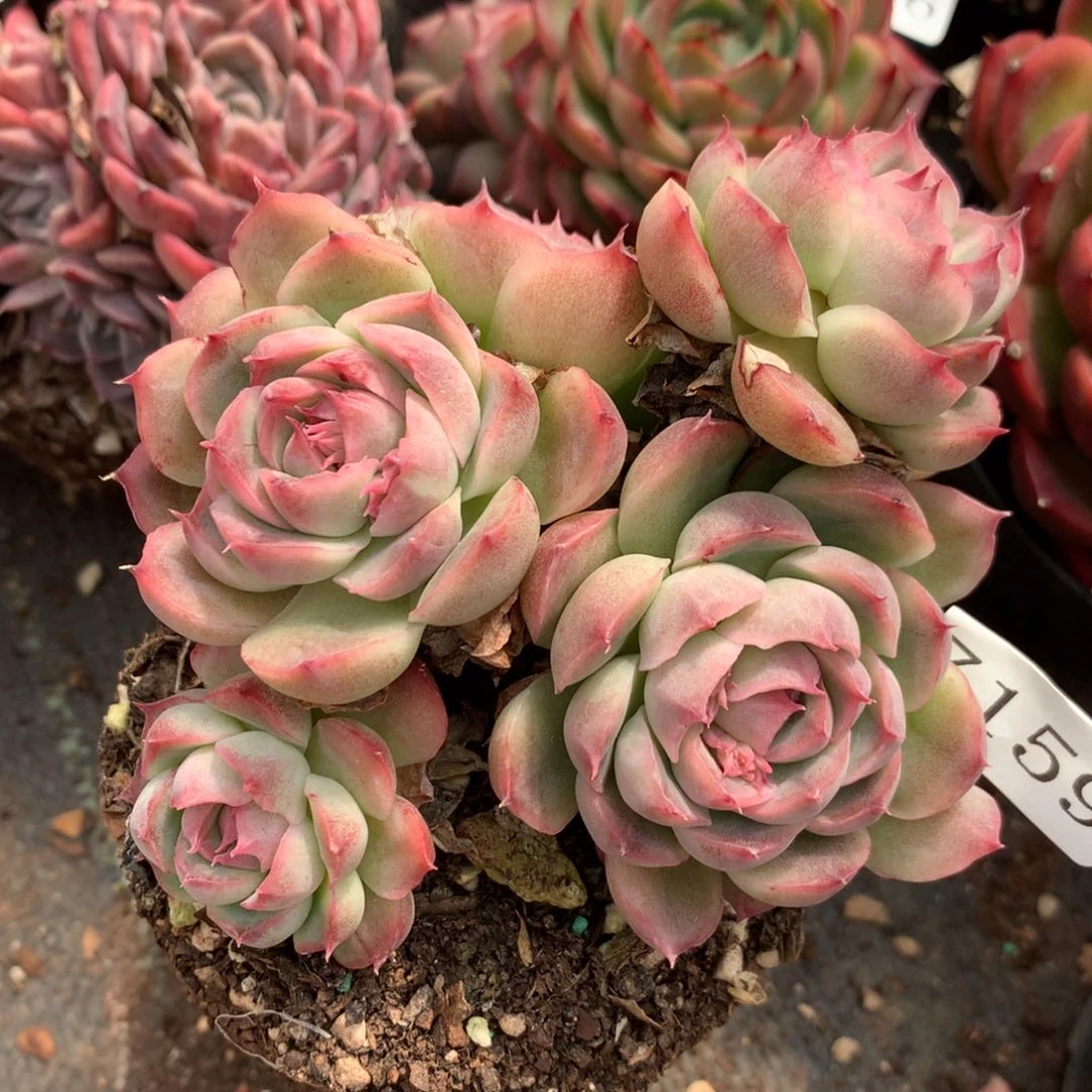 7159主头无心特价处理