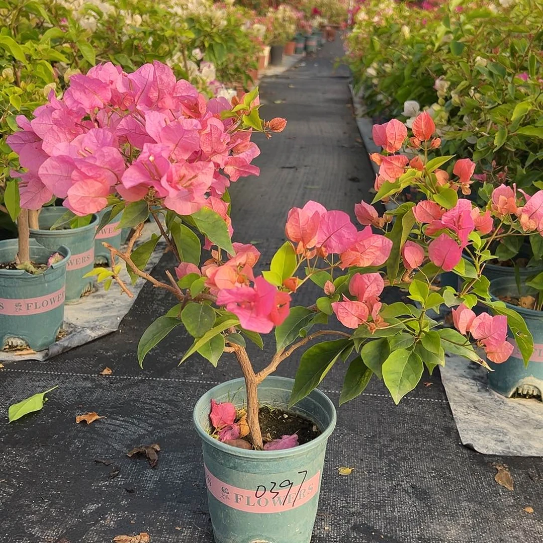 全****完全开放橙粉公主 0397