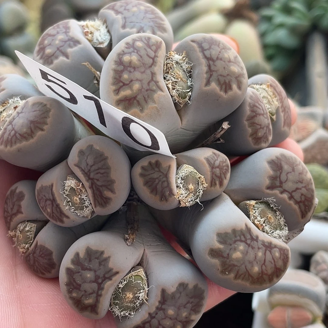 生石花一颗510000