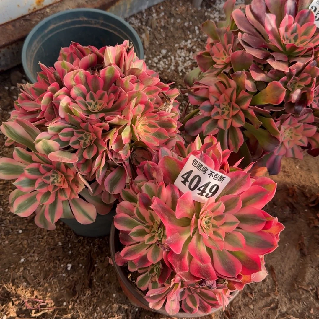 法师女郎4049 18-41