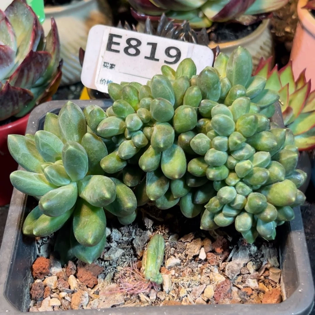 千代田缀惊鸿一瞥多肉植物819