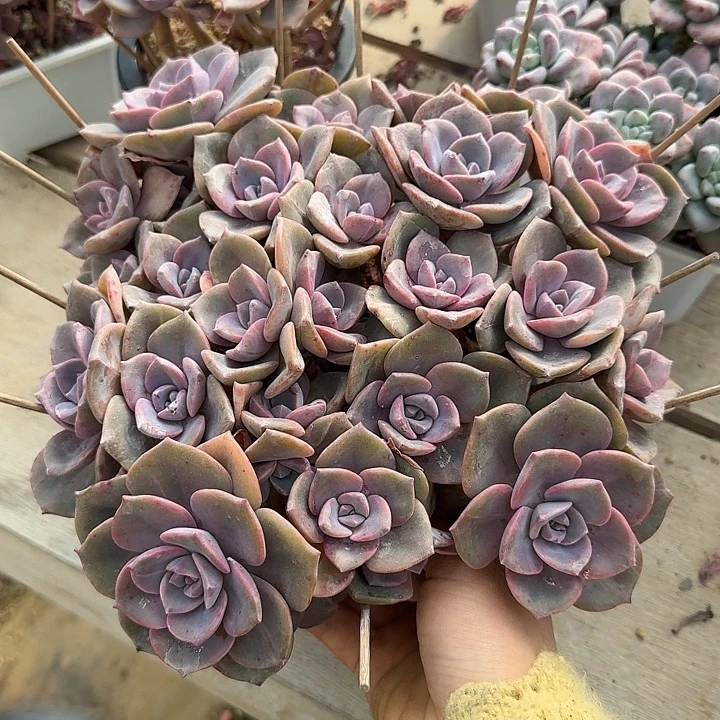 彩虹糖多肉植物的生长