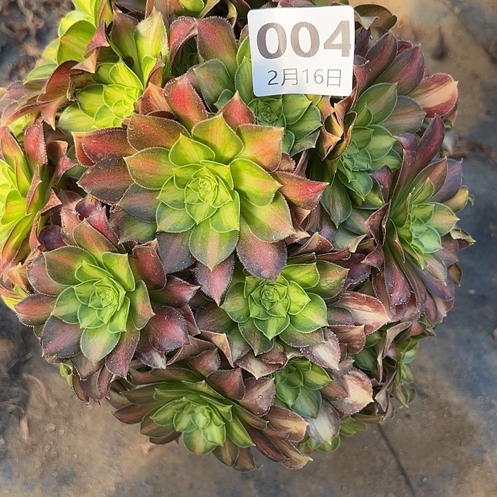 2.16-4韶华多肉植物