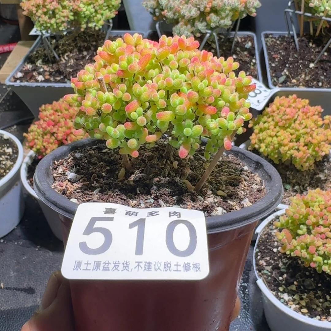 枝干番杏蜜橘糖球510