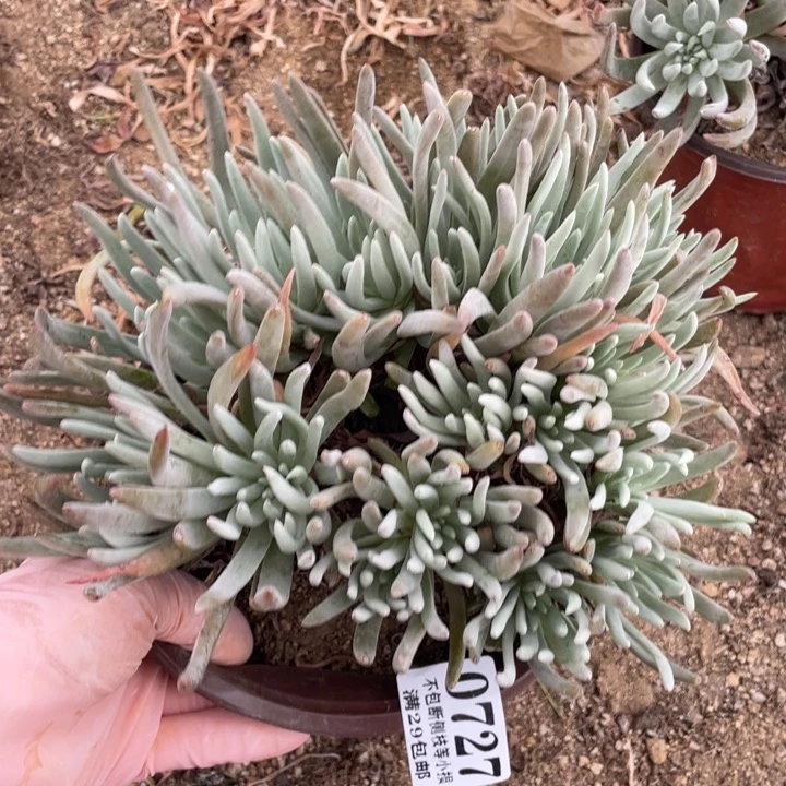 727号爱杜丽丝多肉植物