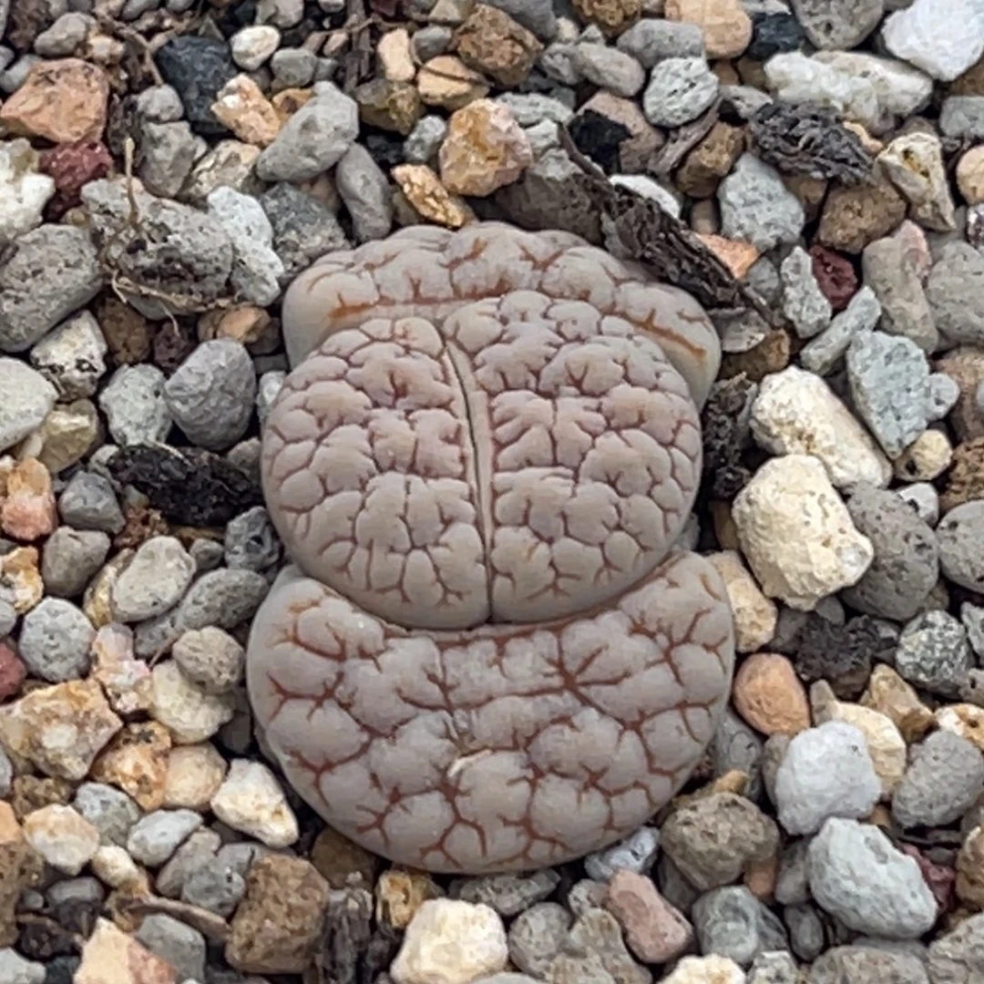 7797凹凸脑纹189一颗