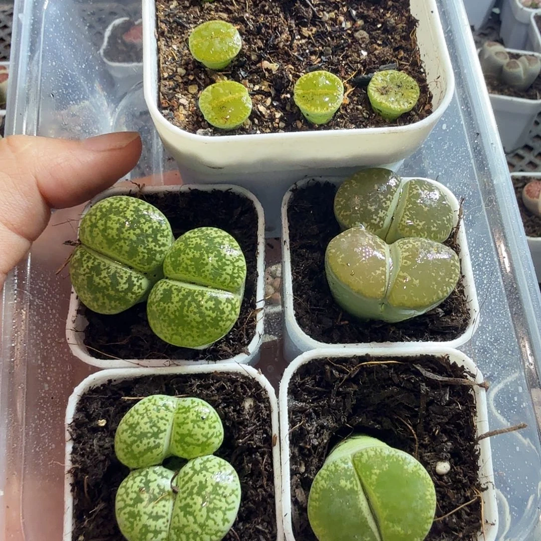 *****多肉葡萄的味道真的是33