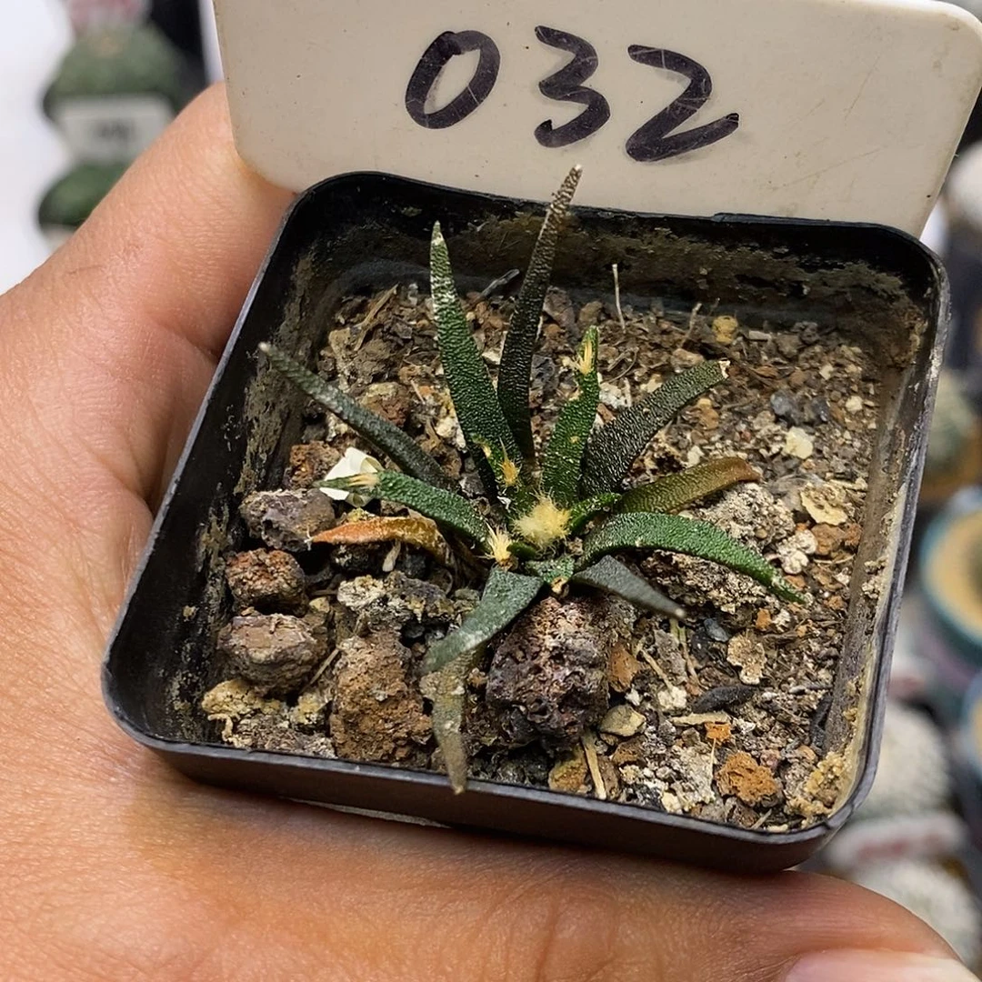 035福利特价来啦超