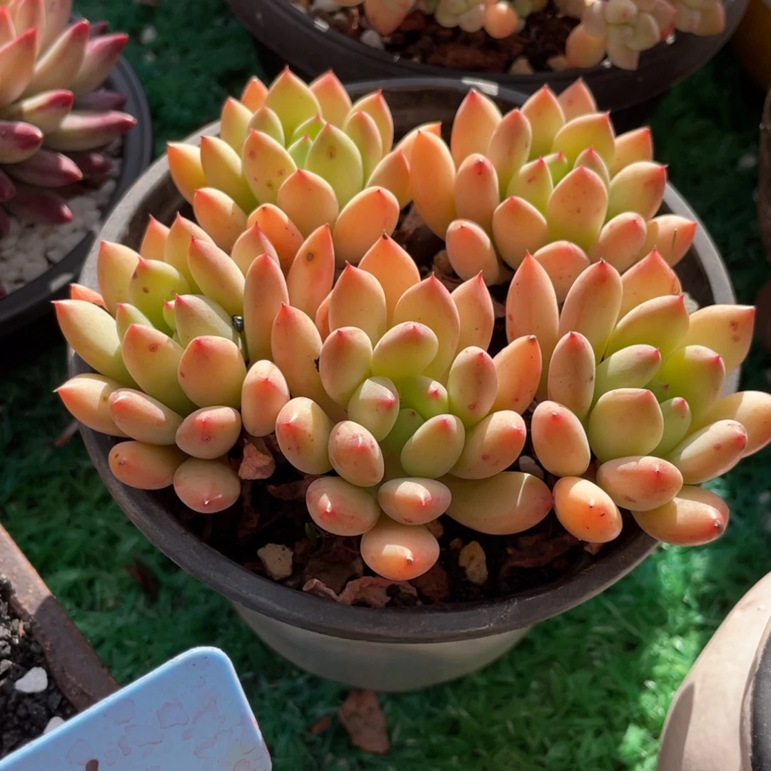 绿芒果多肉植物盆