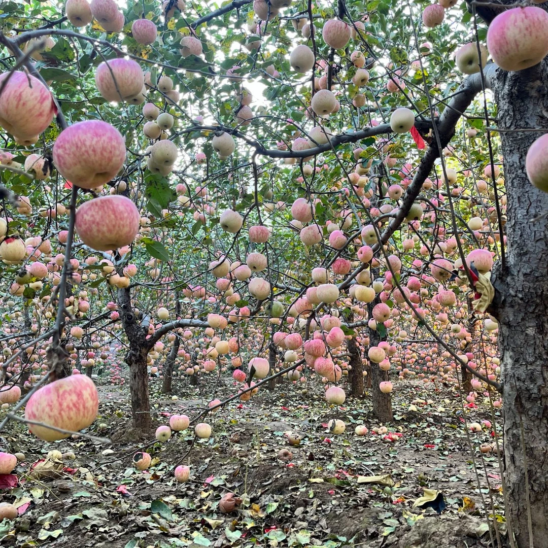 武安山里富士条红苹果河北省