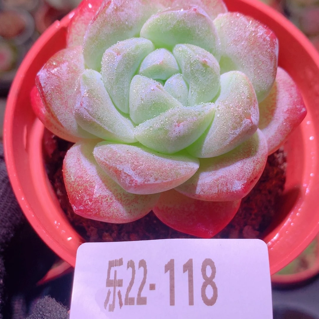 乐然22-118 冰玉单头