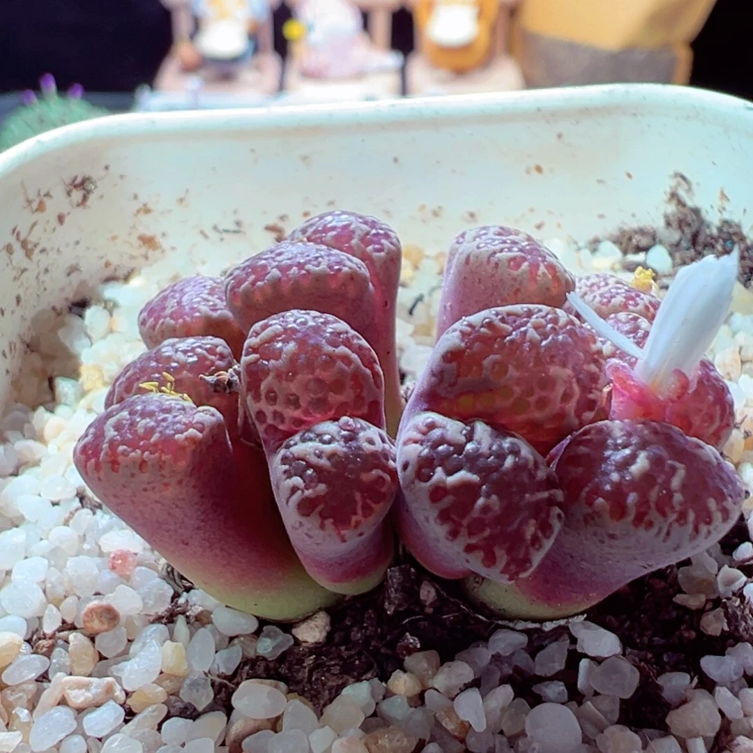 908-376多肉多肉泡泡勋章