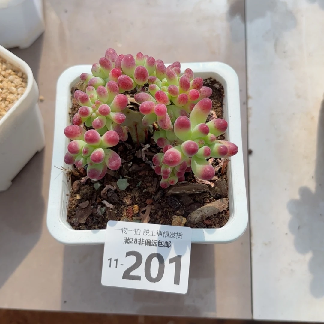 果冻乙女心缀化多肉