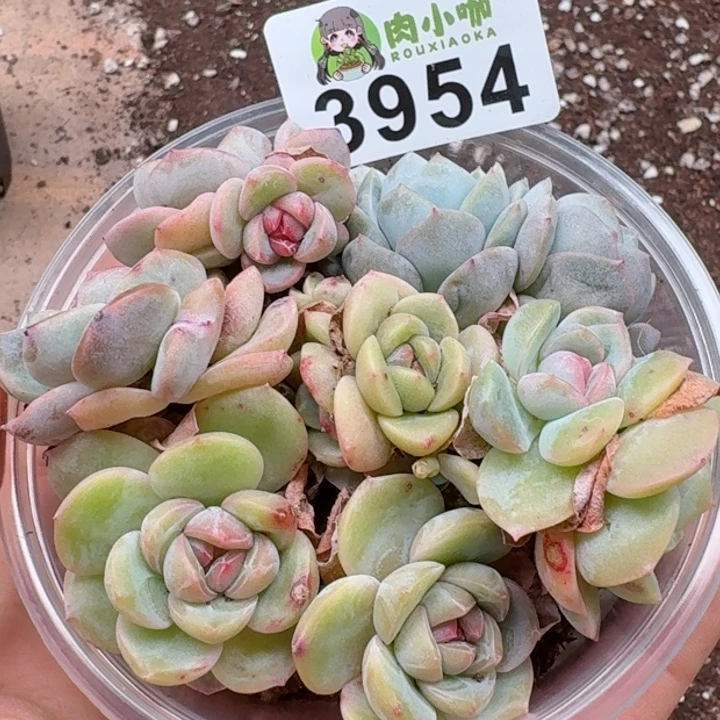 多肉植物多肉植物