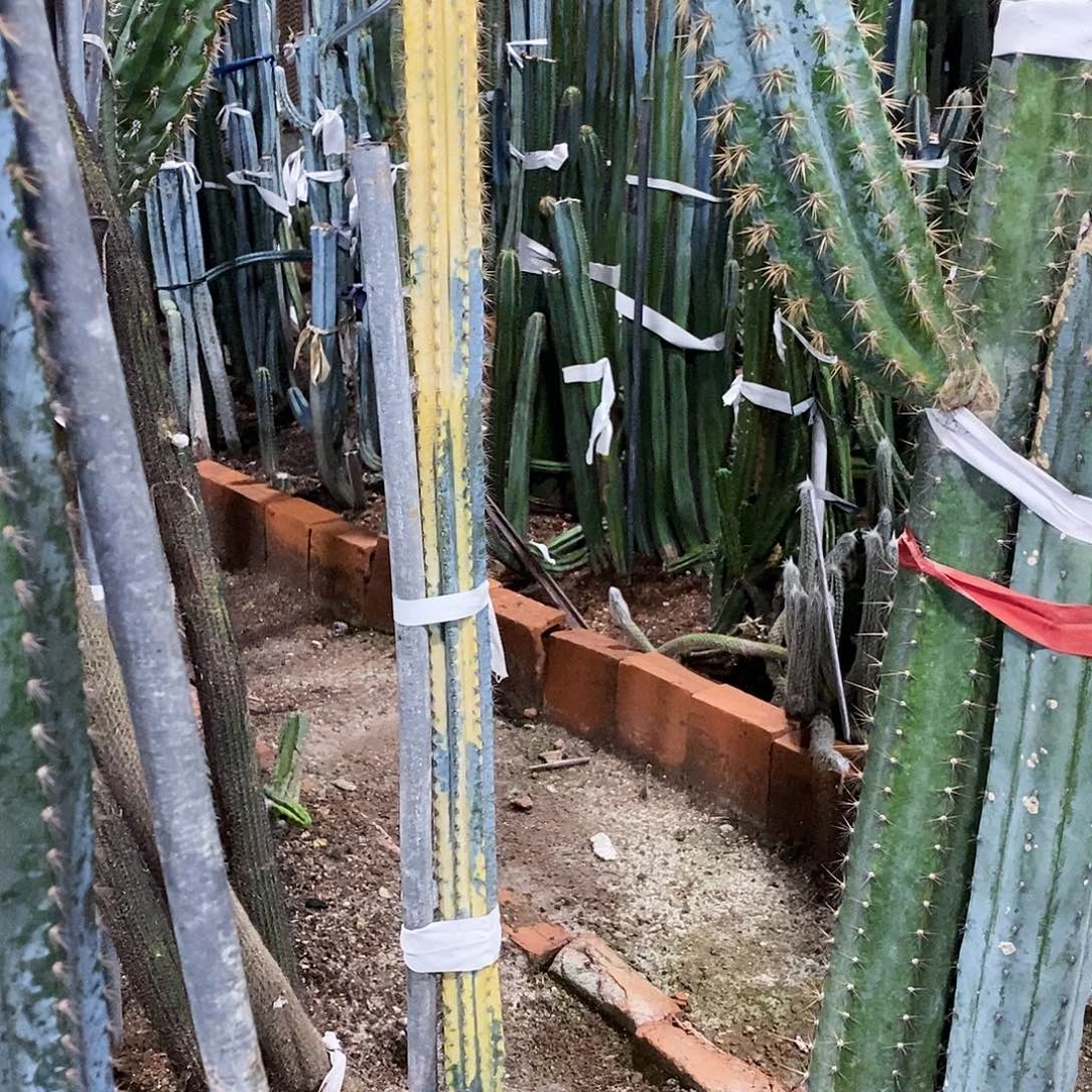 忠****71号拍品。