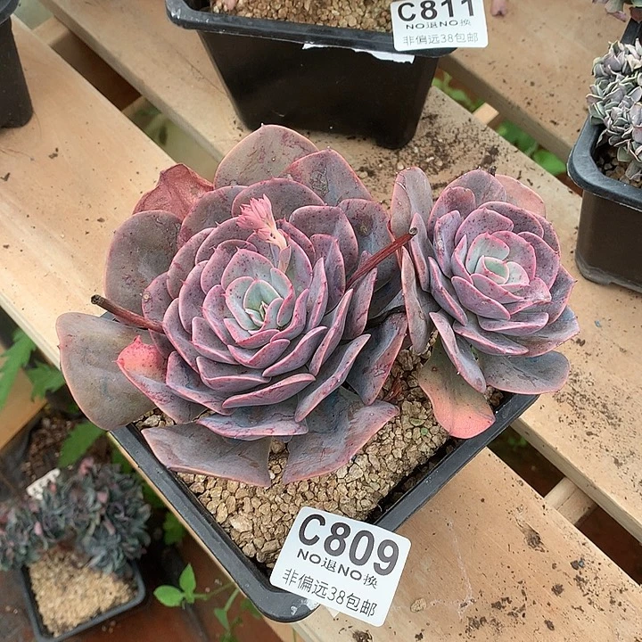 星空玫瑰 809 满百送可爱玫瑰缀化