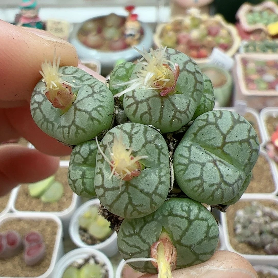 【闪购商品】176 青姬