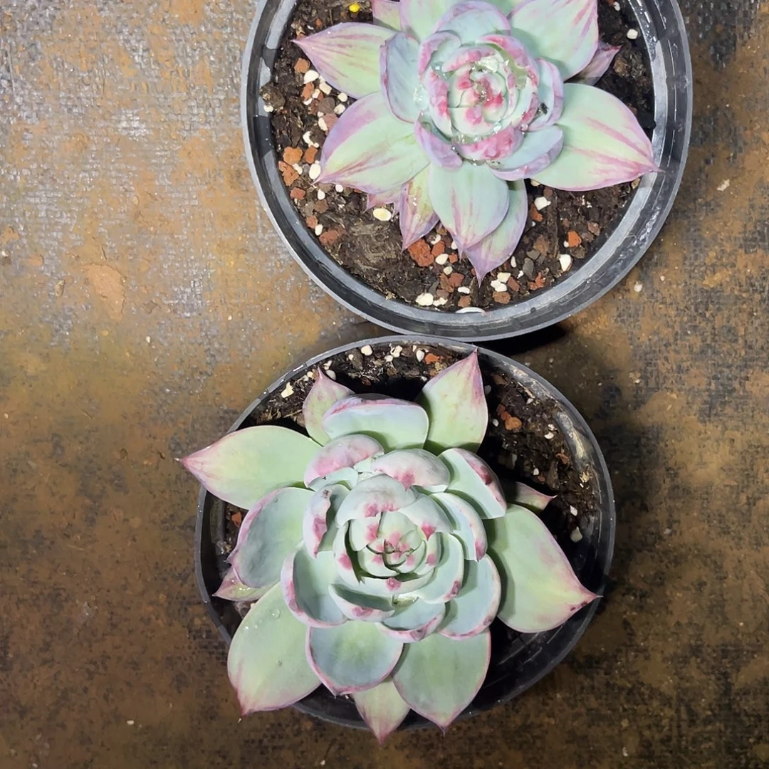 多肉植物惊鸿仙子