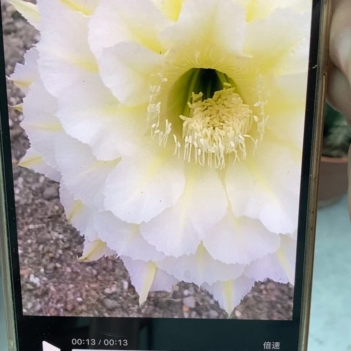 彩草黄白羽带公分左右