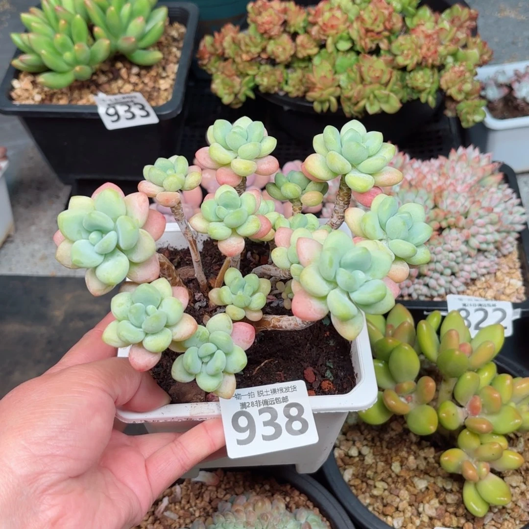 奶白糖无盆土发货