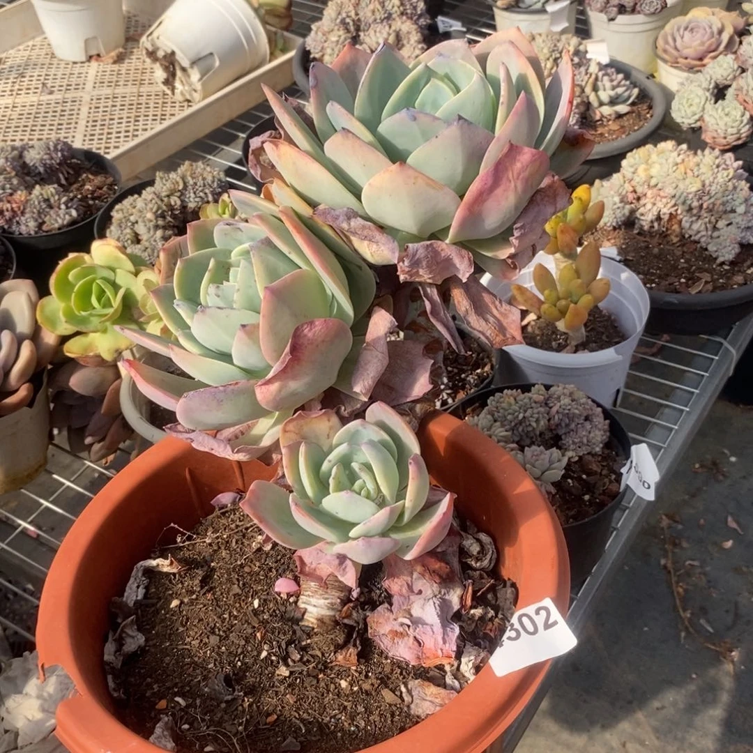 4302白凤多头一物一拍