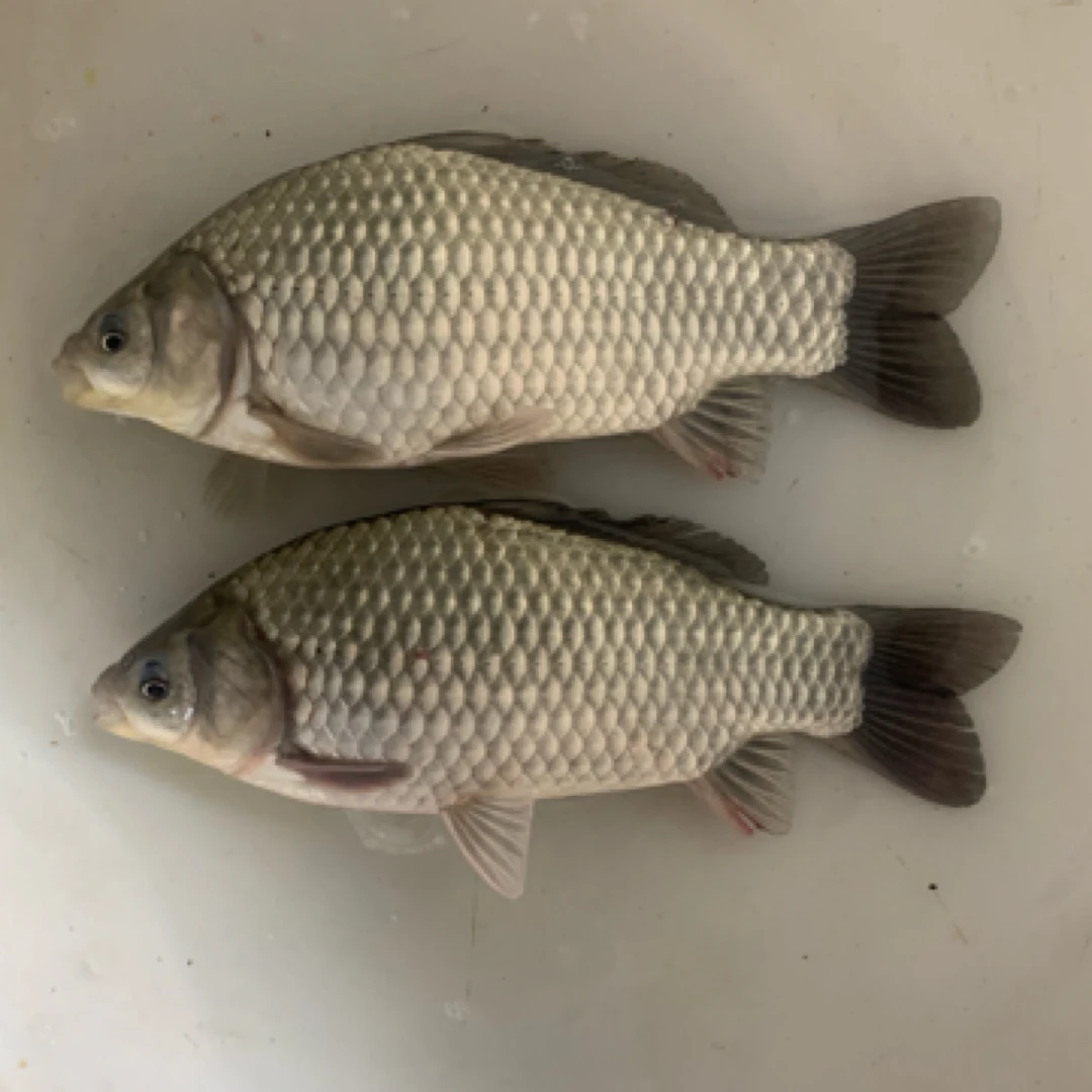 彭泽鲫鱼 彭泽大鲫 白鲫 淡水鱼 宠物