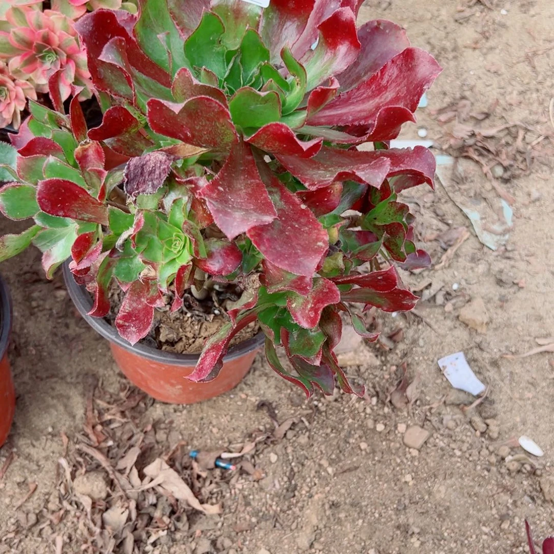 680魅影七彩多肉植物法师