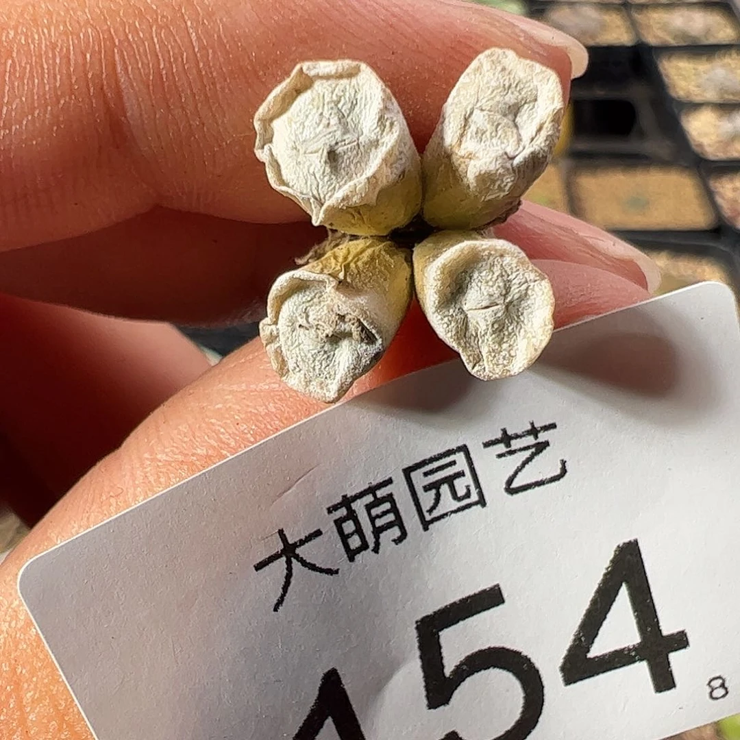 一物一拍。     154
