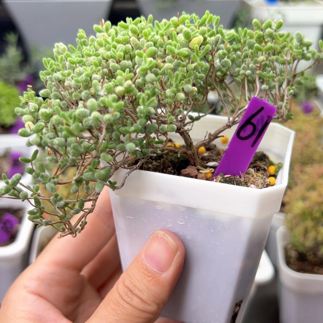 61号蜜橘悬崖桩7厘米盆