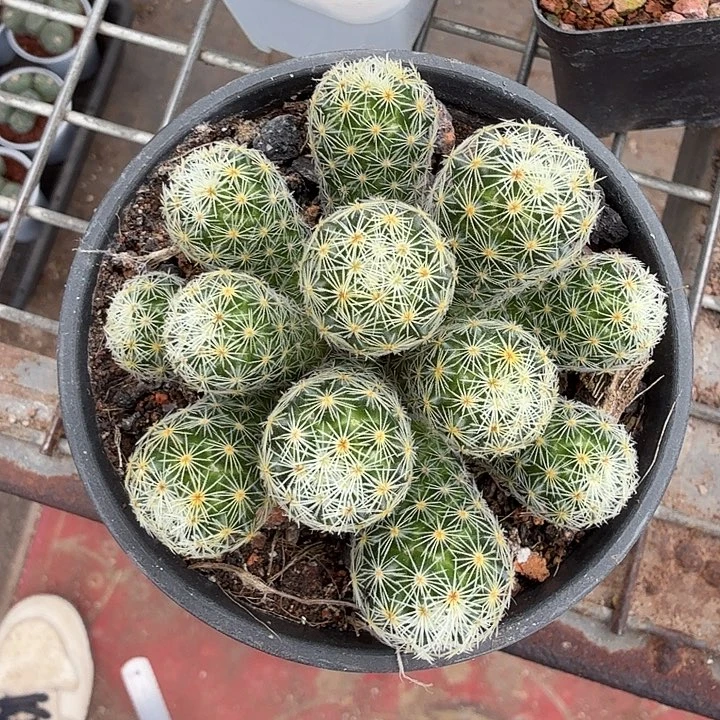 吉赛尔多头群7仙人球