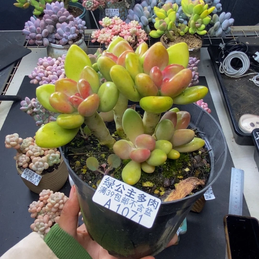 071芒果奶多肉10c m