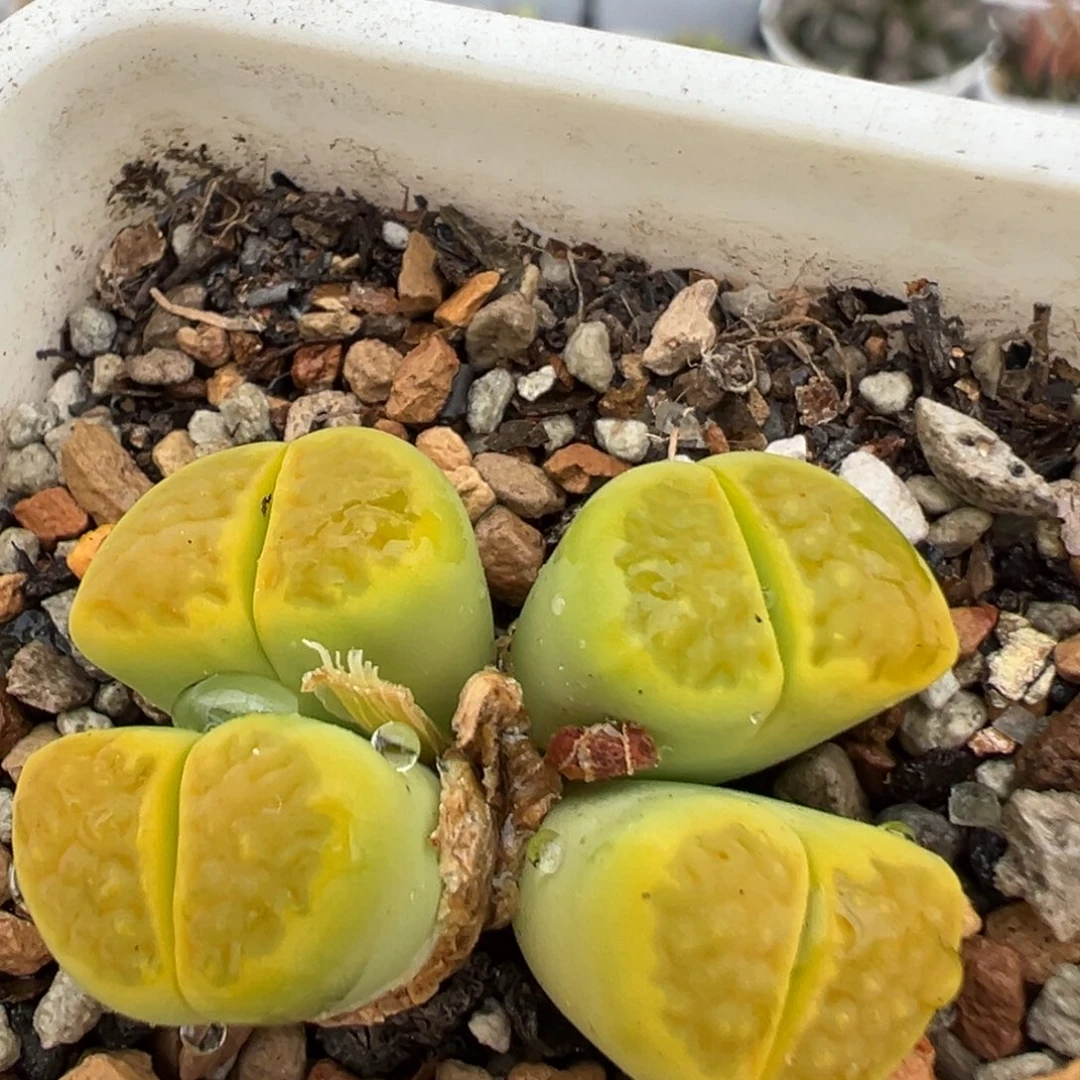 89多肉百科黄巴黎