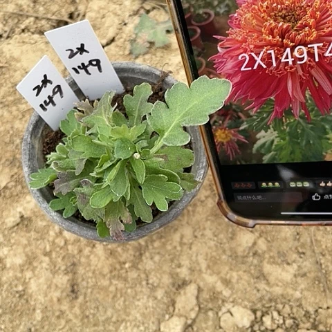 完全开放2x149编号109