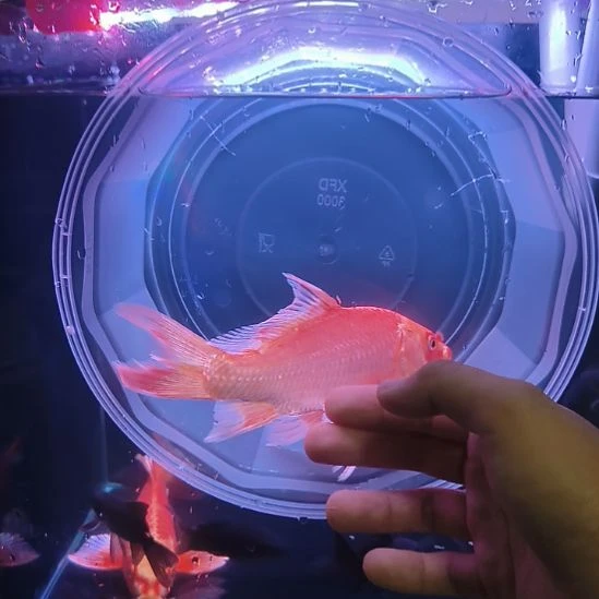 海水鱼红色普身蝴蝶鲤