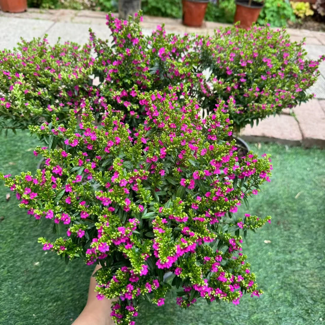 独杆满天星盆栽棒棒糖造型四季开花好养可净化空气