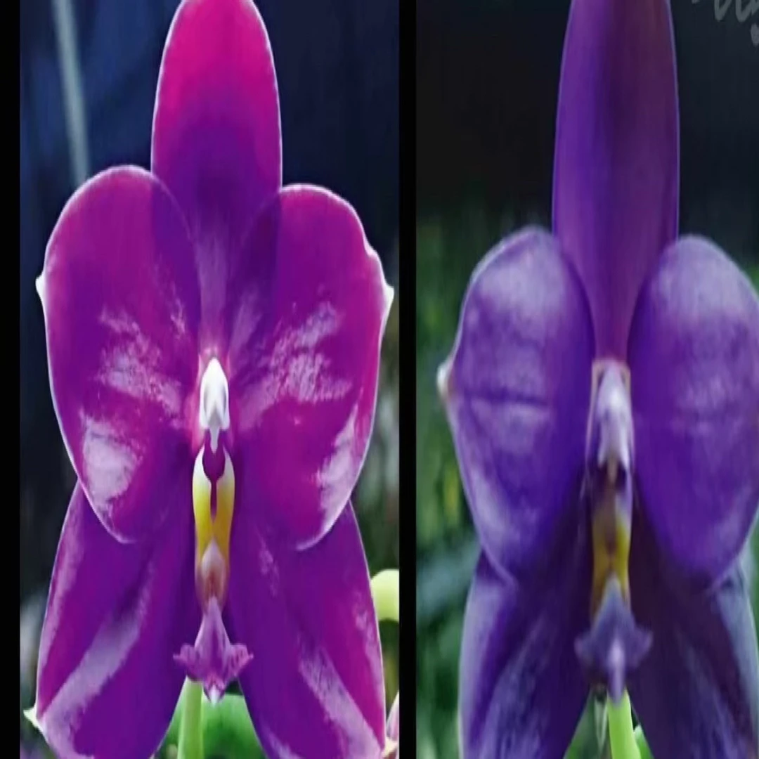 原生蝴蝶兰实生苗FC11011（不退款不售后）