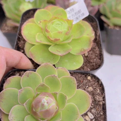 370 山地玫瑰基地